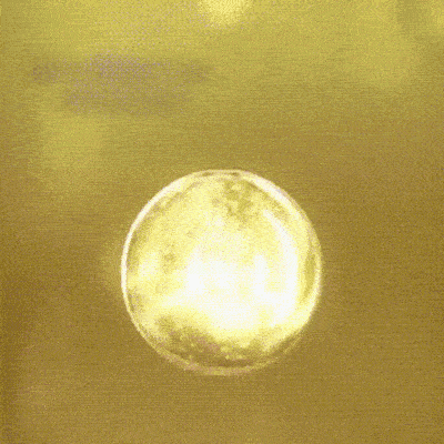 Aceite de Romero para Cabello Saludable