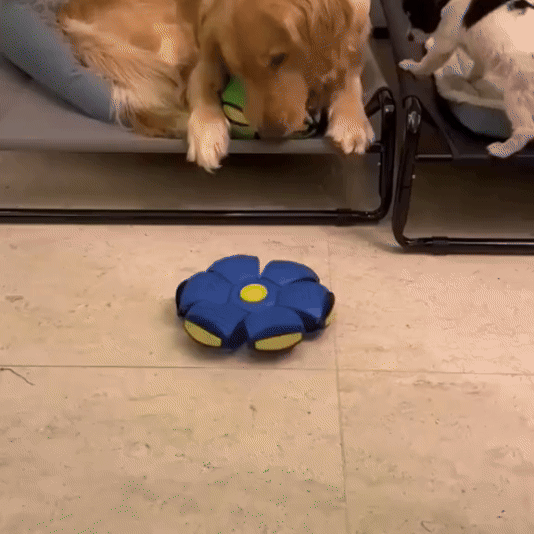 Disco Volador de Ensueño