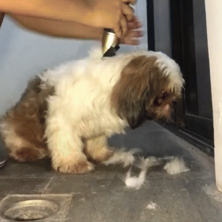 Cortapelos Mágico para Mascotas