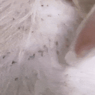 Piel sana, Mascota libre: Protección en gotas